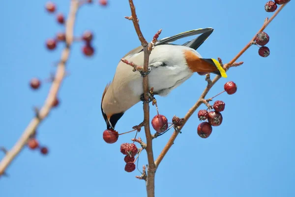 Vogels van de steppes — Stockfoto