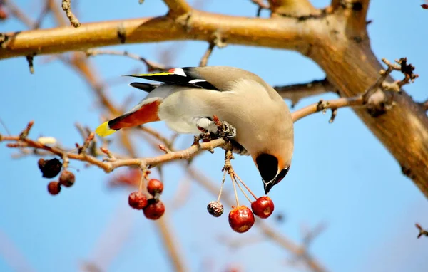 Aves de las estepas — Foto de Stock