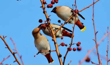  bozkırlarında kuşların