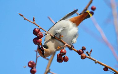  bozkırlarında kuşların