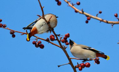  bozkırlarında kuşların