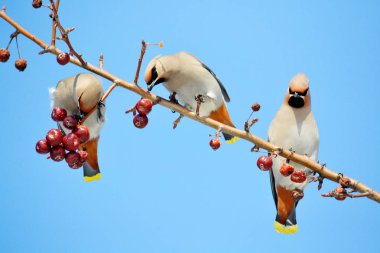  bozkırlarında kuşların