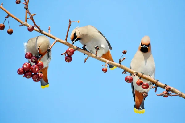 Birds of the steppes — Stock Photo, Image