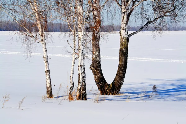 Naturaleza Altaya agrada a la vista —  Fotos de Stock