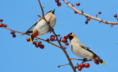  bozkırlarında kuşların