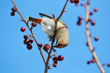  bozkırlarında kuşların