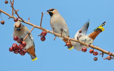  bozkırlarında kuşların
