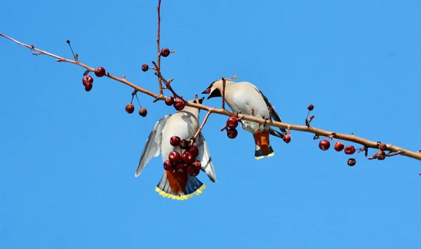 Birds of the steppes — Stock Photo, Image