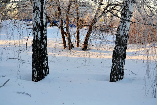 Nature Altaya pleases eye — Stock Photo, Image