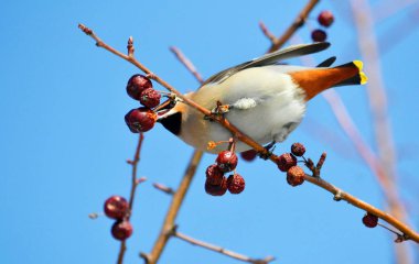  bozkırlarında kuşların