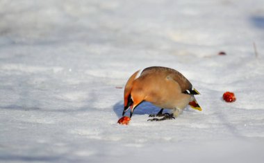  bozkırlarında kuşların