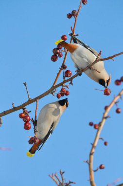  bozkırlarında kuşların