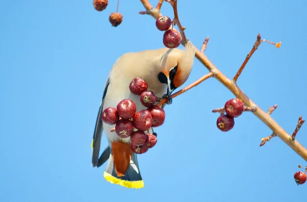 Aves das estepes — Fotografia de Stock