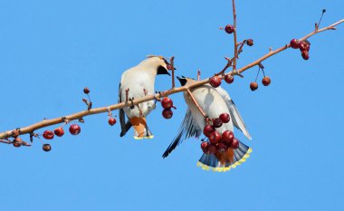  bozkırlarında kuşların