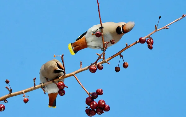 Aves de las estepas —  Fotos de Stock