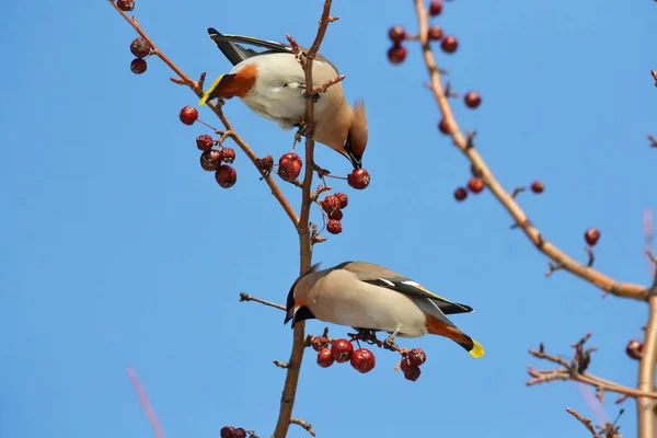 Aves de las estepas —  Fotos de Stock