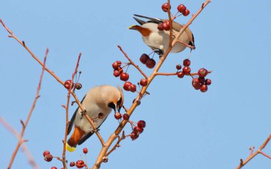  bozkırlarında kuşların