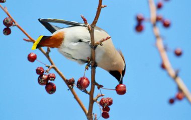  bozkırlarında kuşların