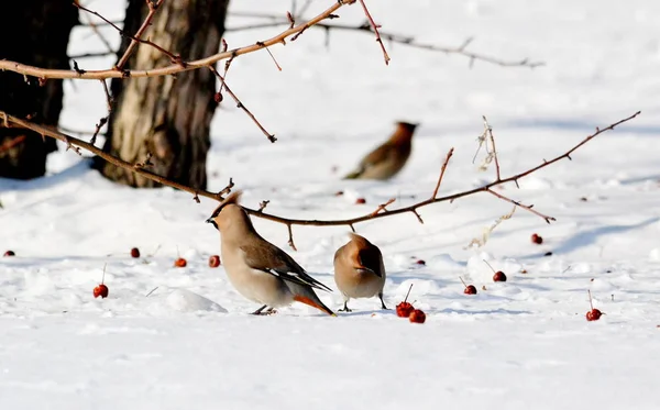  bozkırlarında kuşların