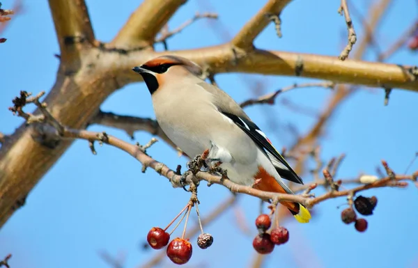 Aves das estepes — Fotografia de Stock