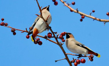  bozkırlarında kuşların