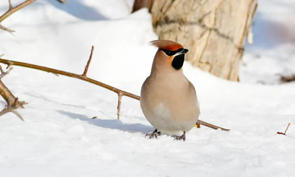 草原の鳥 — ストック写真