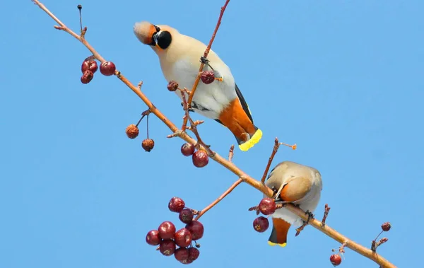 Aves de las estepas — Foto de Stock