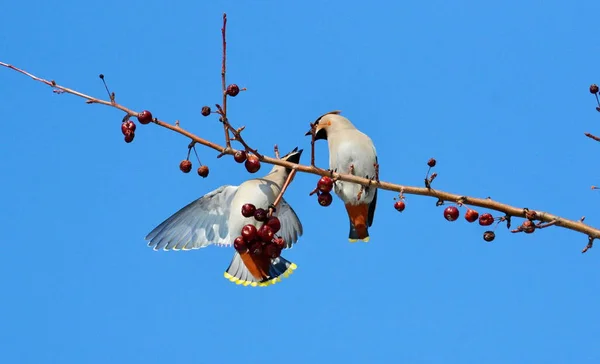 Aves das estepes — Fotografia de Stock