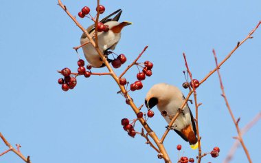  bozkırlarında kuşların