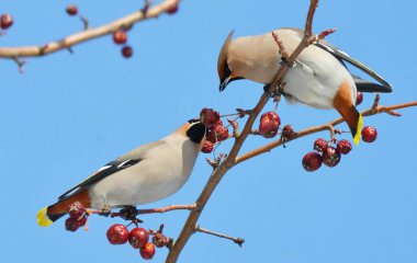  bozkırlarında kuşların