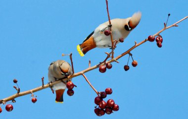  bozkırlarında kuşların