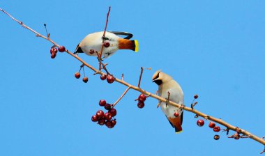  bozkırlarında kuşların