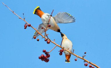  bozkırlarında kuşların