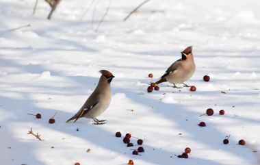  bozkırlarında kuşların
