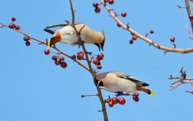  bozkırlarında kuşların