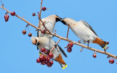  bozkırlarında kuşların