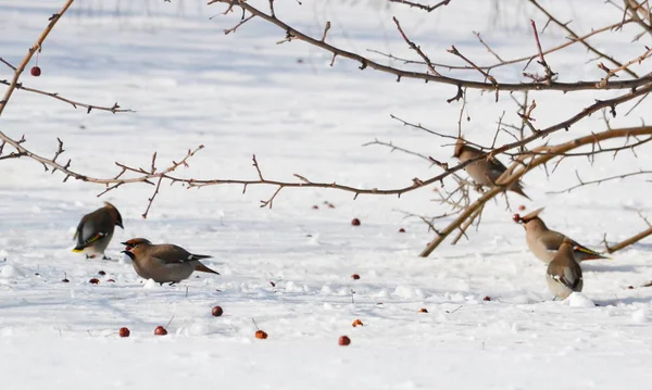 Birds of the steppes — Stock Photo, Image