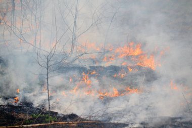 Bahar tarafından doğal yangınları