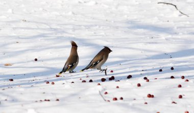  bozkırlarında kuşların