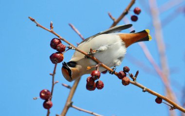  bozkırlarında kuşların