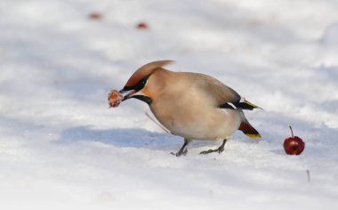  bozkırlarında kuşların