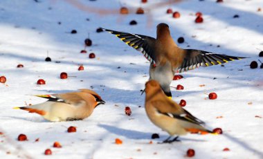  bozkırlarında kuşların