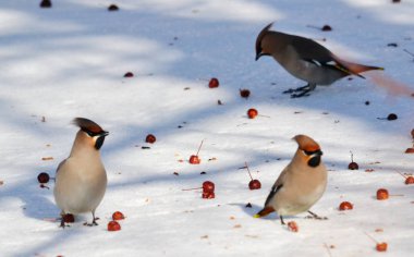  bozkırlarında kuşların
