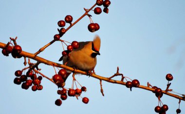  bozkırlarında kuşların