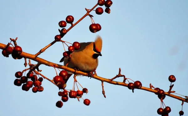 Aves de las estepas — Foto de Stock