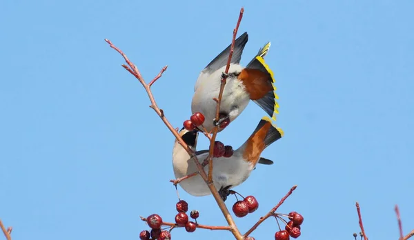 Aves de las estepas — Foto de Stock