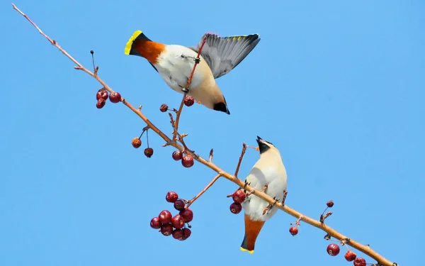 Bozkırlarında kuşların — Stok fotoğraf