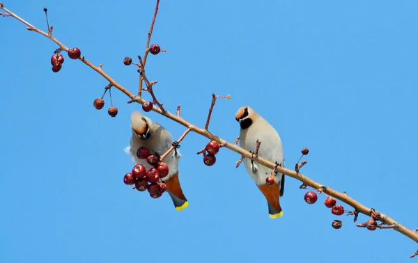 Birds of the steppes — Stock Photo, Image