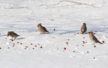  bozkırlarında kuşların
