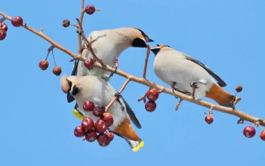  bozkırlarında kuşların